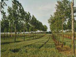 L'agroforesterie décroche sont premier financement participatif en France